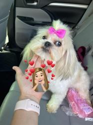 Lost Female Dog last seen Dove y Bicentenial , McAllen, TX 78504