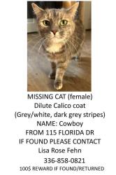 Lost Female Cat last seen Unity Street/County Line Rd, Thomasville, NC 27360