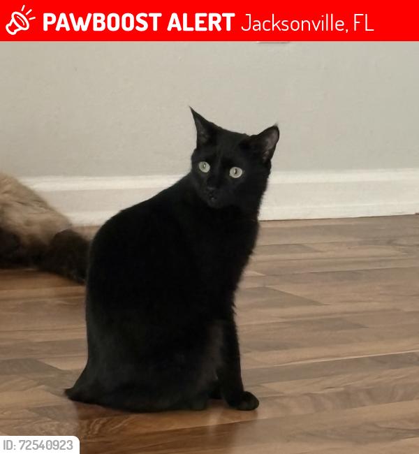 Lost Female Cat last seen Arkenstone Drive and Long Lake Drive , Jacksonville, FL 32225