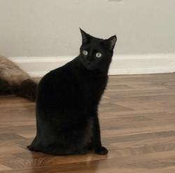 Lost Female Cat last seen Arkenstone Drive and Long Lake Drive , Jacksonville, FL 32225