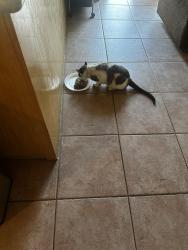 Lost Male Cat last seen Blossom Hill on Cahalen, San Jose, CA 95123