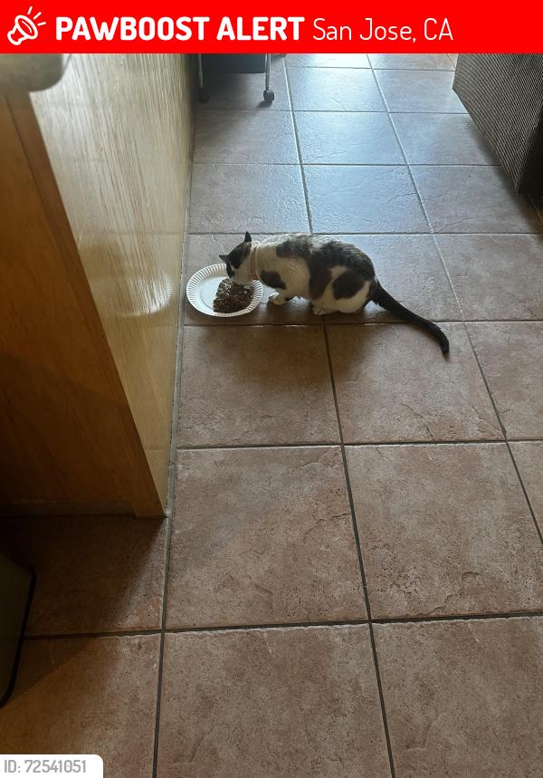 Lost Male Cat last seen Blossom Hill on Cahalen, San Jose, CA 95123