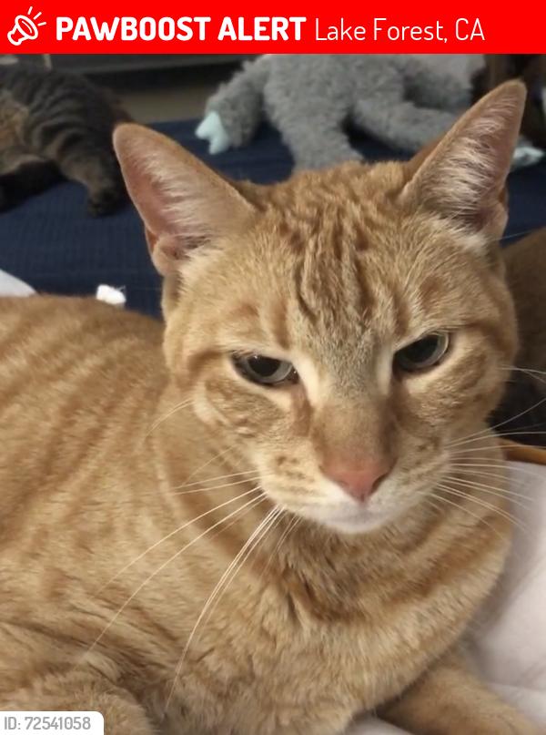 Lost Male Cat last seen El Toro and Jeronimo, Lake Forest, CA, Lake Forest, CA 92630