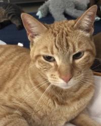 Lost Male Cat last seen El Toro and Jeronimo, Lake Forest, CA, Lake Forest, CA 92630