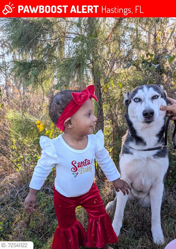 Lost Female Dog last seen Hastings , Hastings, FL 32145