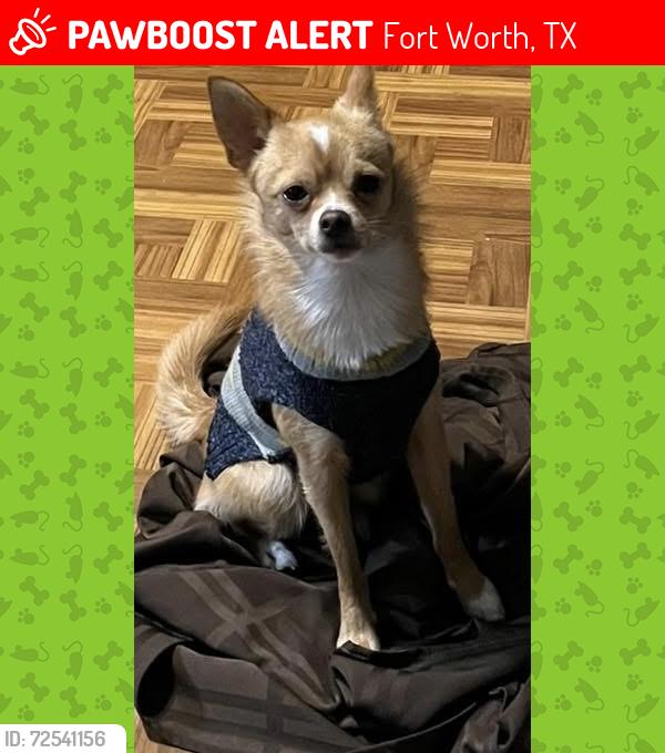 Lost Male Dog last seen Brentwood Stair Rd, Fort Worth, TX 76112