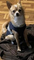 Lost Male Dog last seen Brentwood Stair Rd, Fort Worth, TX 76112