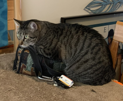 Lost Male Cat last seen California and Fielder, Arlington, TX 76015