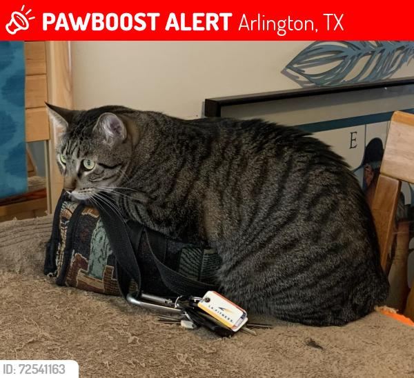 Lost Male Cat last seen California and Fielder, Arlington, TX 76015