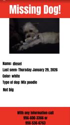 Lost Male Dog last seen Near river oks drive harligen tx, Harlingen, TX 78552