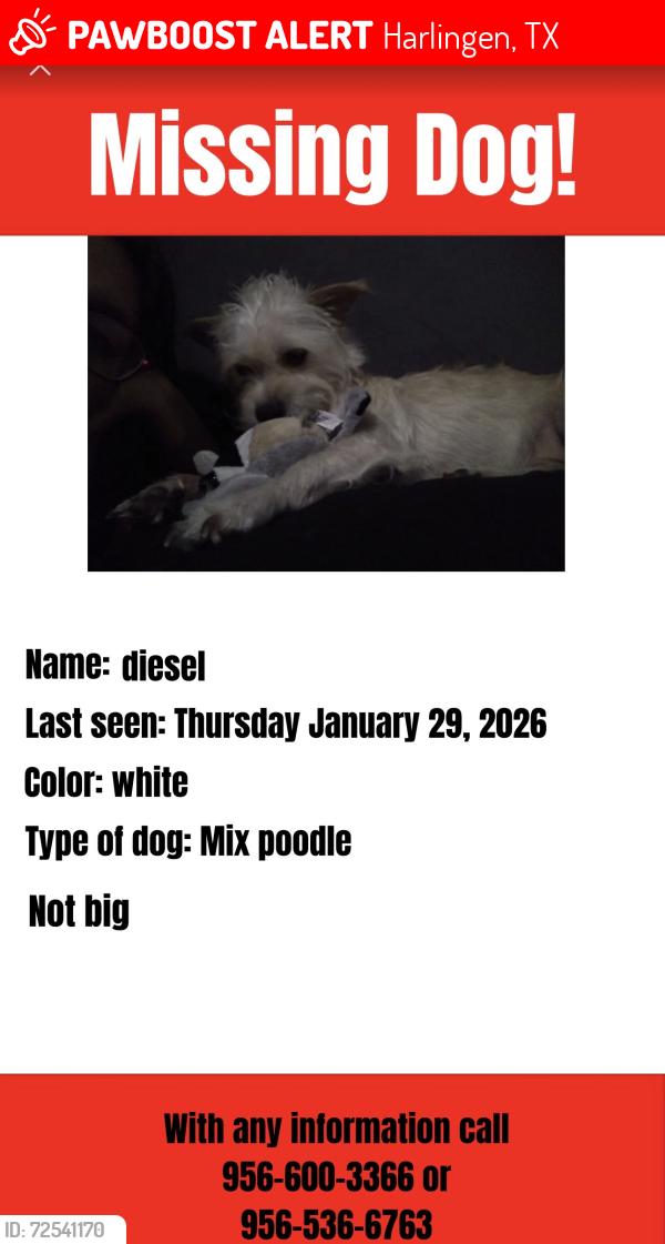 Lost Male Dog last seen Near river oks drive harligen tx, Harlingen, TX 78552