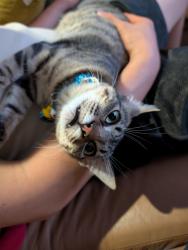 Lost Female Cat last seen Lost near college Park dr, Round Rock, TX 78665