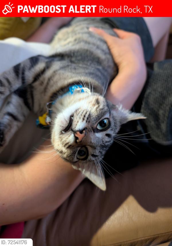 Lost Female Cat last seen Lost near college Park dr, Round Rock, TX 78665