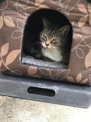 Lost Female Cat last seen NE 7th Street and NE 10 Ave , Ocala, Ocala, FL 34470