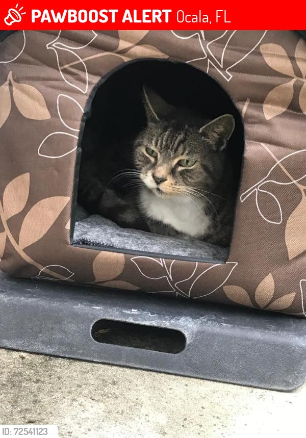 Lost Female Cat last seen NE 7th Street and NE 10 Ave , Ocala, Ocala, FL 34470