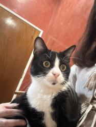 Lost Female Cat last seen Sky Meadow and Mill Creek, Riverside, CA 92509
