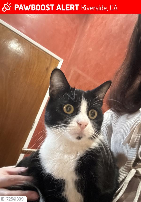Lost Female Cat last seen Sky Meadow and Mill Creek, Riverside, CA 92509