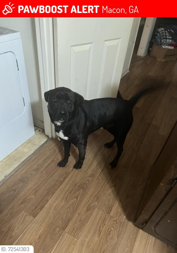 Lost Male Dog last seen Near Greentree pkwy Macon Georgia , Macon, GA 31220