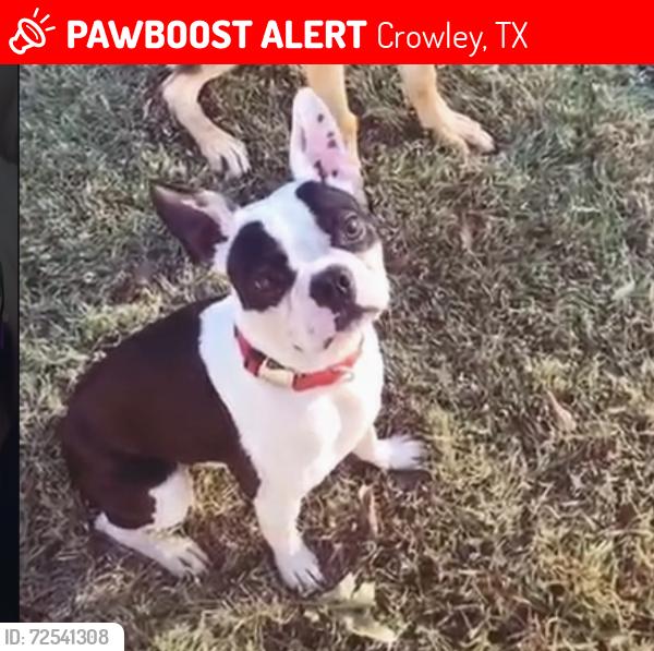 Lost Male Dog last seen Matthew dr, Crowley, TX 76036