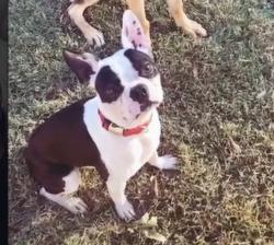 Lost Male Dog last seen Matthew dr, Crowley, TX 76036