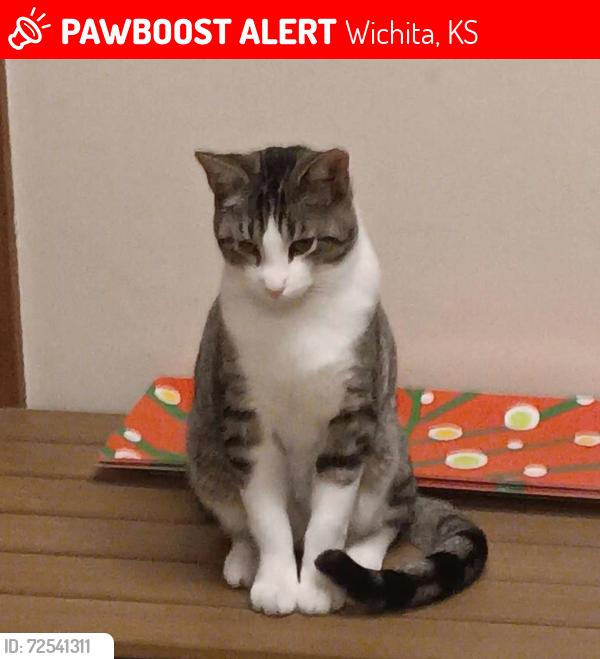 Lost Male Cat last seen S Pattie St & S Lulu St Wichita Kansas , Wichita, KS 67211