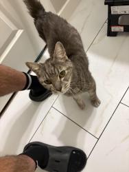 Found/Stray Male Cat last seen Matlock Road and Turner Warnell Road, Arlington, TX 76002