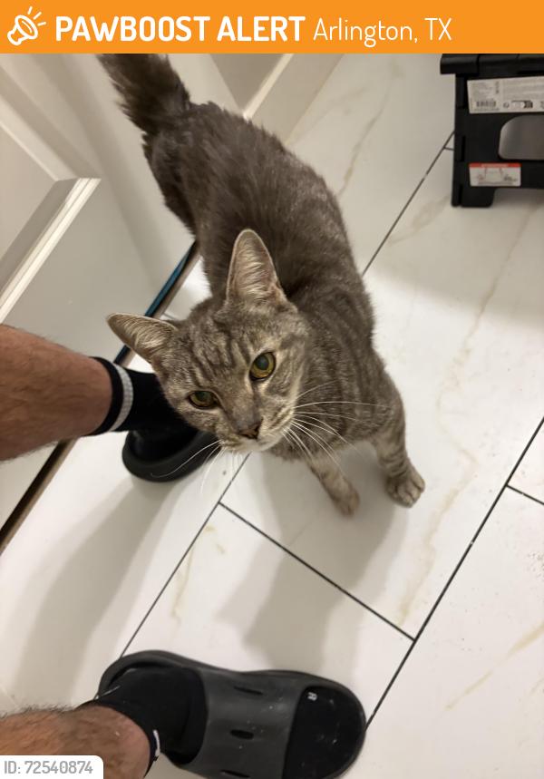 Found/Stray Male Cat last seen Matlock Road and Turner Warnell Road, Arlington, TX 76002
