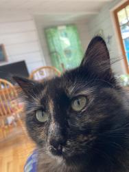 Reunited Female Cat last seen Last seen on 2700 block of San Pablo Ave between Berkeley Animal hosp and Berkeley Bobs grge, Berkeley, CA 94702