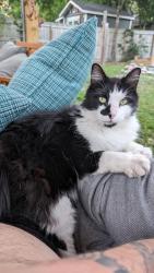 Lost Male Cat last seen 10 Mile and Chemstrand , North Northwest Pensacola, FL 32534