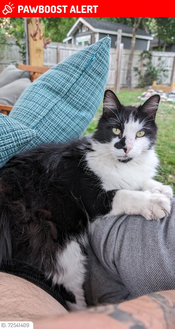 Lost Male Cat last seen 10 Mile and Chemstrand , North Northwest Pensacola, FL 32534