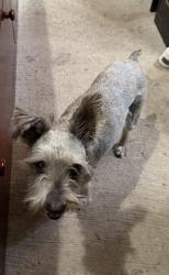 Found/Stray Female Dog last seen Hutto Rd, Donna Tx , Donna, TX 78537