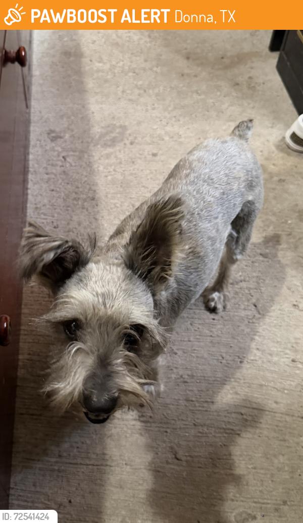 Found/Stray Female Dog last seen Hutto Rd, Donna Tx , Donna, TX 78537