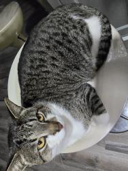 Lost Male Cat last seen Prune st, La Marque, TX 77568