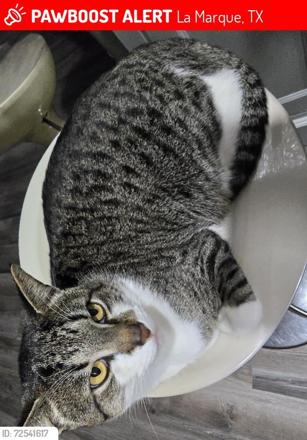 Lost Male Cat last seen Prune st, La Marque, TX 77568
