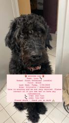 Lost Female Dog last seen Speedway  gas tation , Miami-Dade County, FL 33031