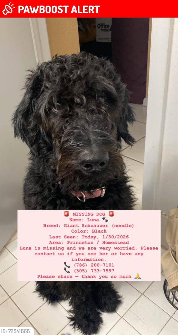 Lost Female Dog last seen Speedway  gas tation , Miami-Dade County, FL 33031