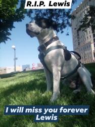 Lost Male Dog last seen alemeda and federal, Denver, CO 80223