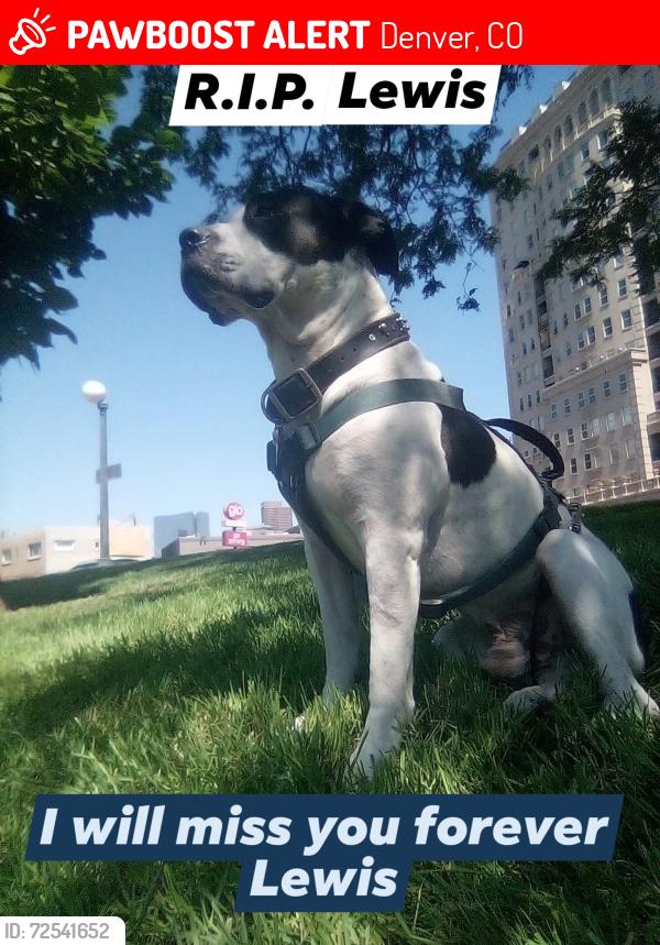 Lost Male Dog last seen alemeda and federal, Denver, CO 80223