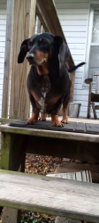 Lost Male Dog last seen Near South Ripley street, Neosho, MO 64850