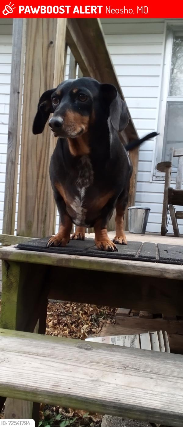 Lost Male Dog last seen Near South Ripley street, Neosho, MO 64850