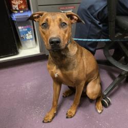 Found/Stray Female Dog last seen Near Paramount Blvd, Long Beach, CA 90805, Long Beach, CA 90805