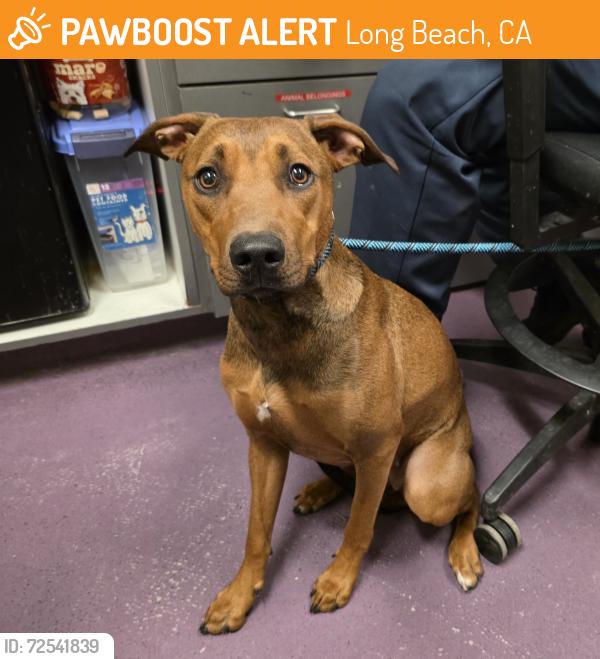 Found/Stray Female Dog last seen Near Paramount Blvd, Long Beach, CA 90805, Long Beach, CA 90805