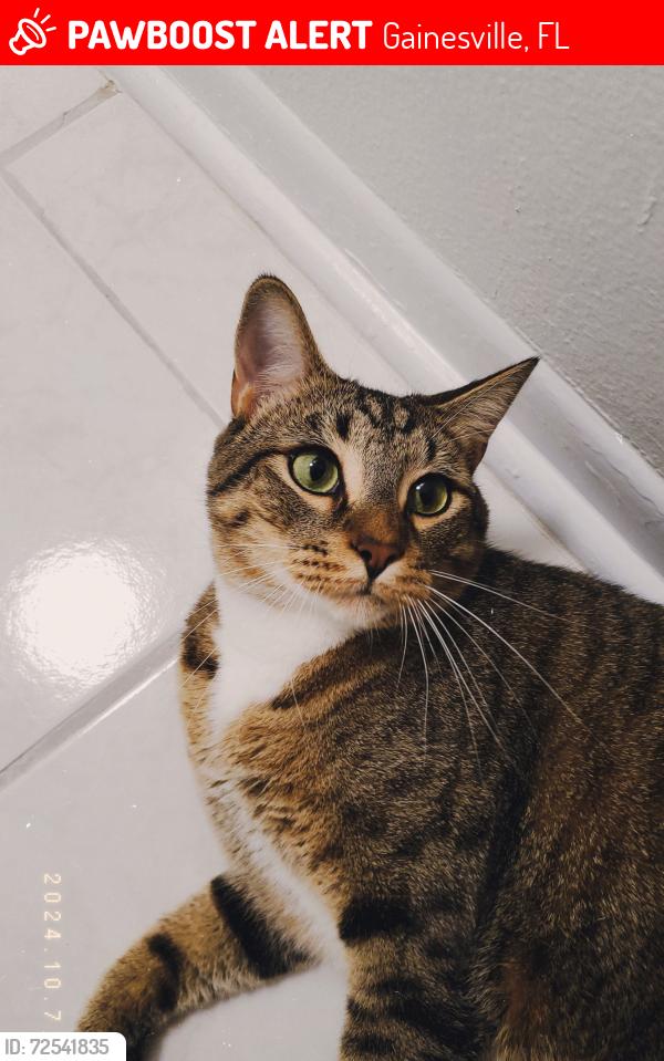 Lost Male Cat last seen 21st Dr - Hazel Heights , Gainesville, FL 32605