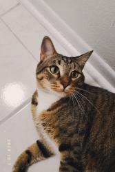 Lost Male Cat last seen 21st Dr - Hazel Heights , Gainesville, FL 32605