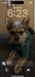 Lost Male Dog last seen Jensen, Madera, Kerman, CA 93630