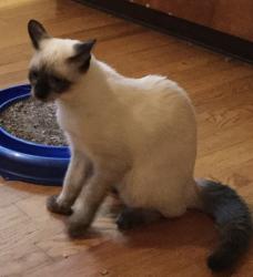 Lost Male Cat last seen Prospect st, Hamden, CT 06517