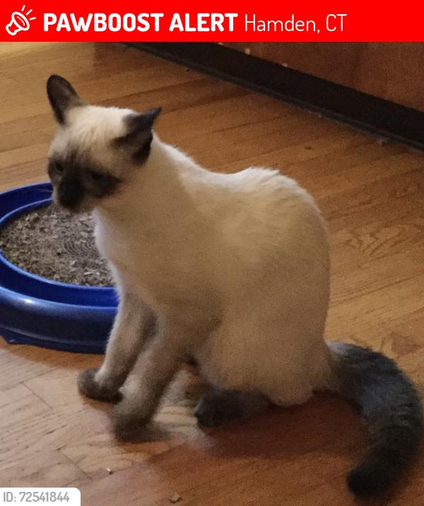Lost Male Cat last seen Prospect st, Hamden, CT 06517
