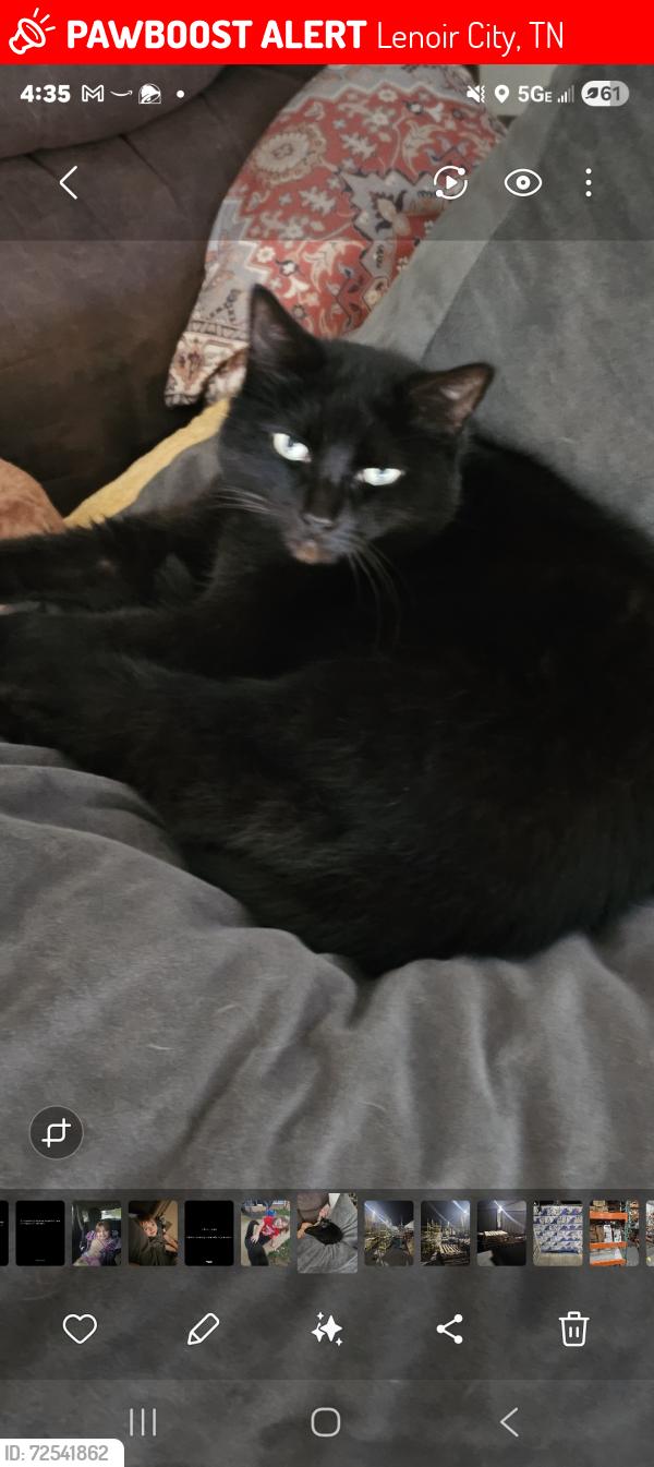 Lost Male Cat last seen Lenoir city high school, Lenoir City, TN 37771