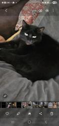 Lost Male Cat last seen Lenoir city high school, Lenoir City, TN 37771