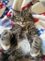Lost Male Cat last seen Near moddle school, Fairfield, CA 94534